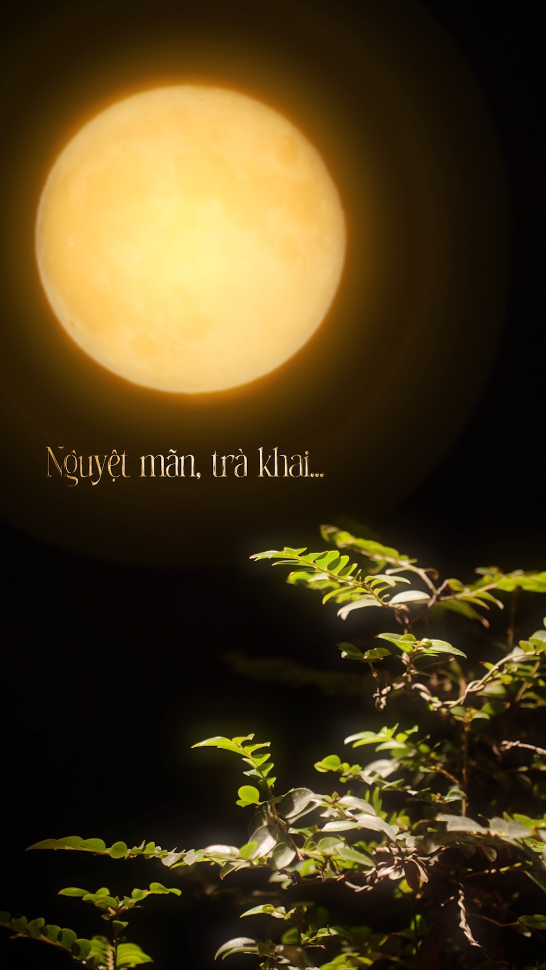 Dì Yī Chá Facebook ad: Trà hương đón nguyệt - thành ý đón…