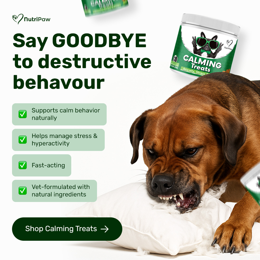 Healthy Dog 24/7 Facebook ad