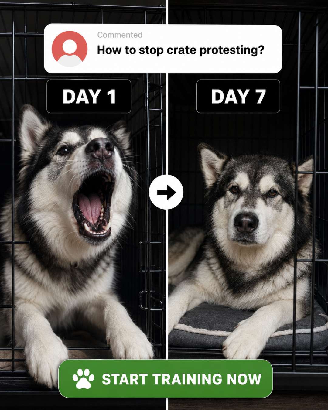 Ben Your Puppy Trainer Facebook ad
