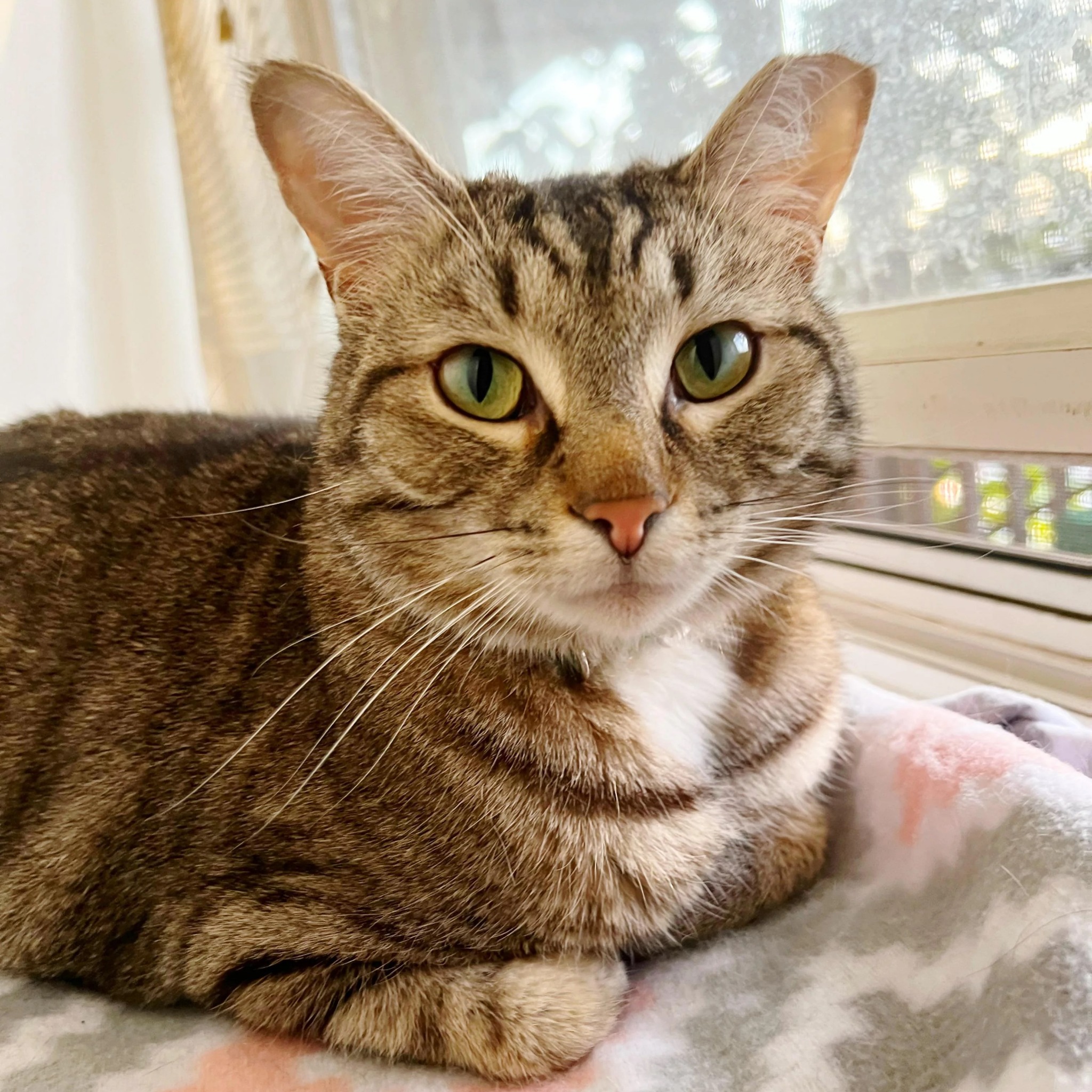 Cat Stories Facebook ad