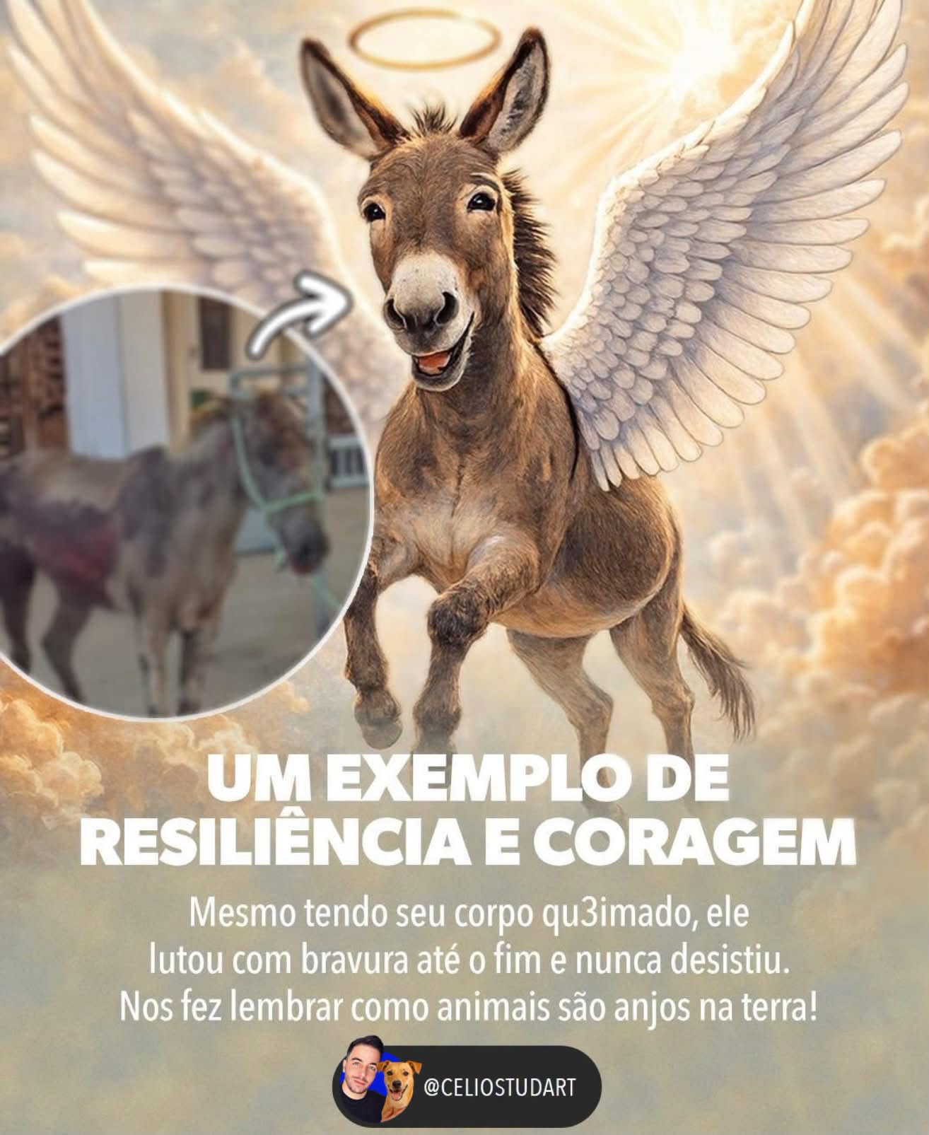 Célio Studart Facebook ad: Vítima da sociedade.