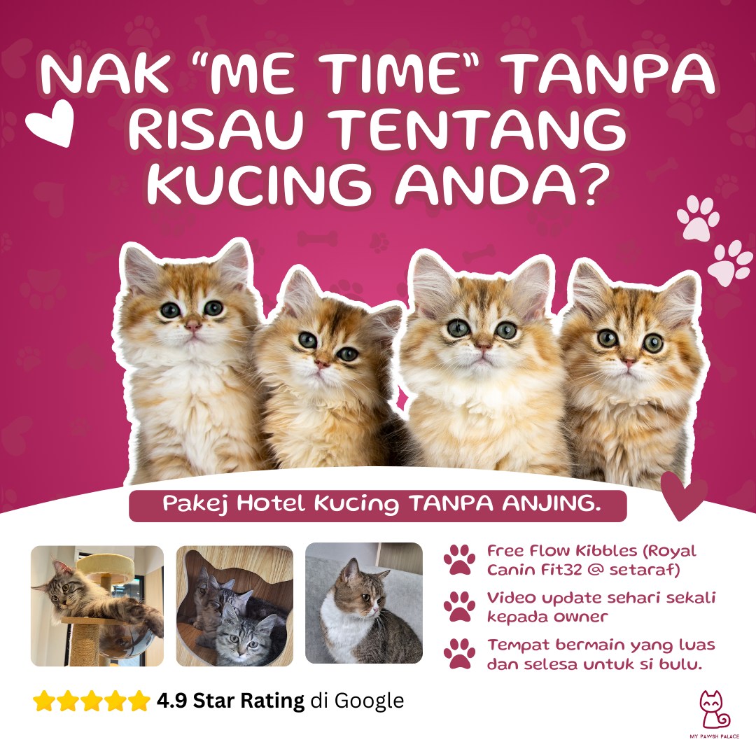 My pawsh palace Facebook ad: Cats only. Hotel • Grooming • Retails