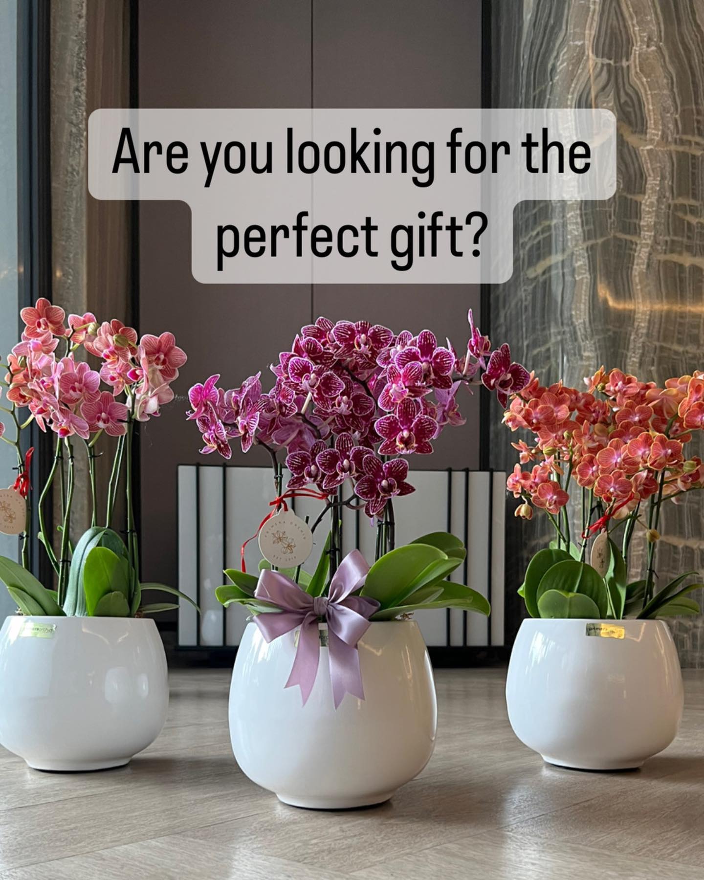 Premium Orchid - Priméra Facebook ad