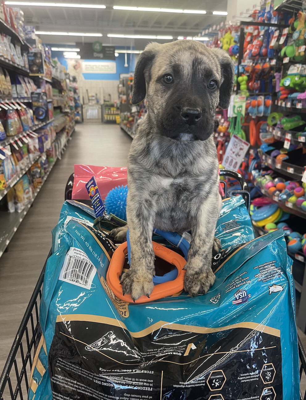 Pet Supplies Plus Fishtown Facebook ad: Locally Owned pet store offering a full line…