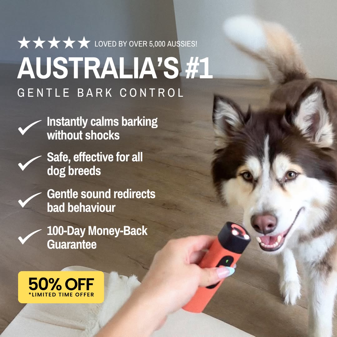 Hunters Doggy Daycare Facebook ad