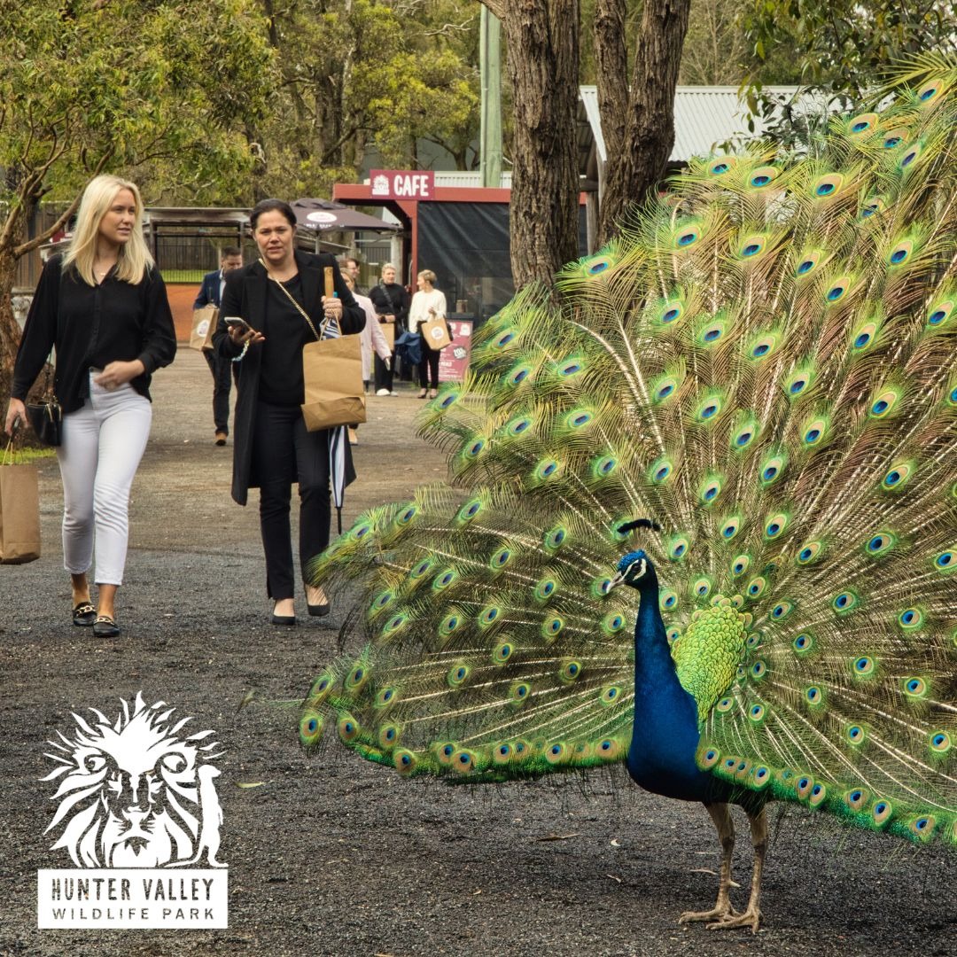 Hunter Valley Wildlife Park Facebook ad