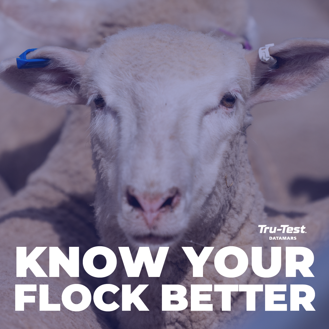 Datamars Livestock AU Facebook ad: Inform your feeding, culling and breeding decisions over…