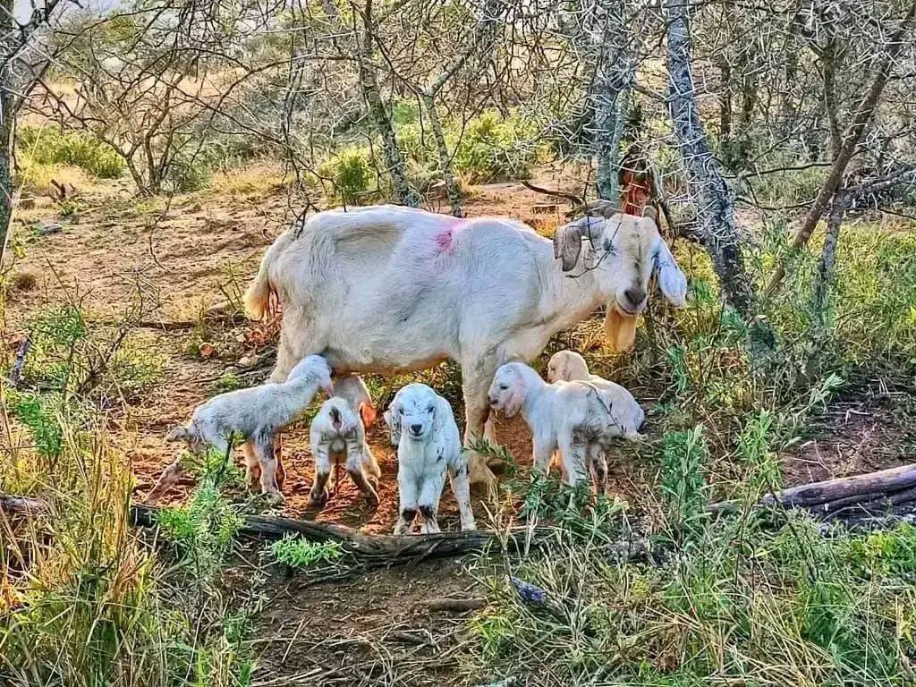 Kalahari boer goat's farm Facebook ad: WELCOME TO EKUNDAYO JOHN GOAT FARM'S.