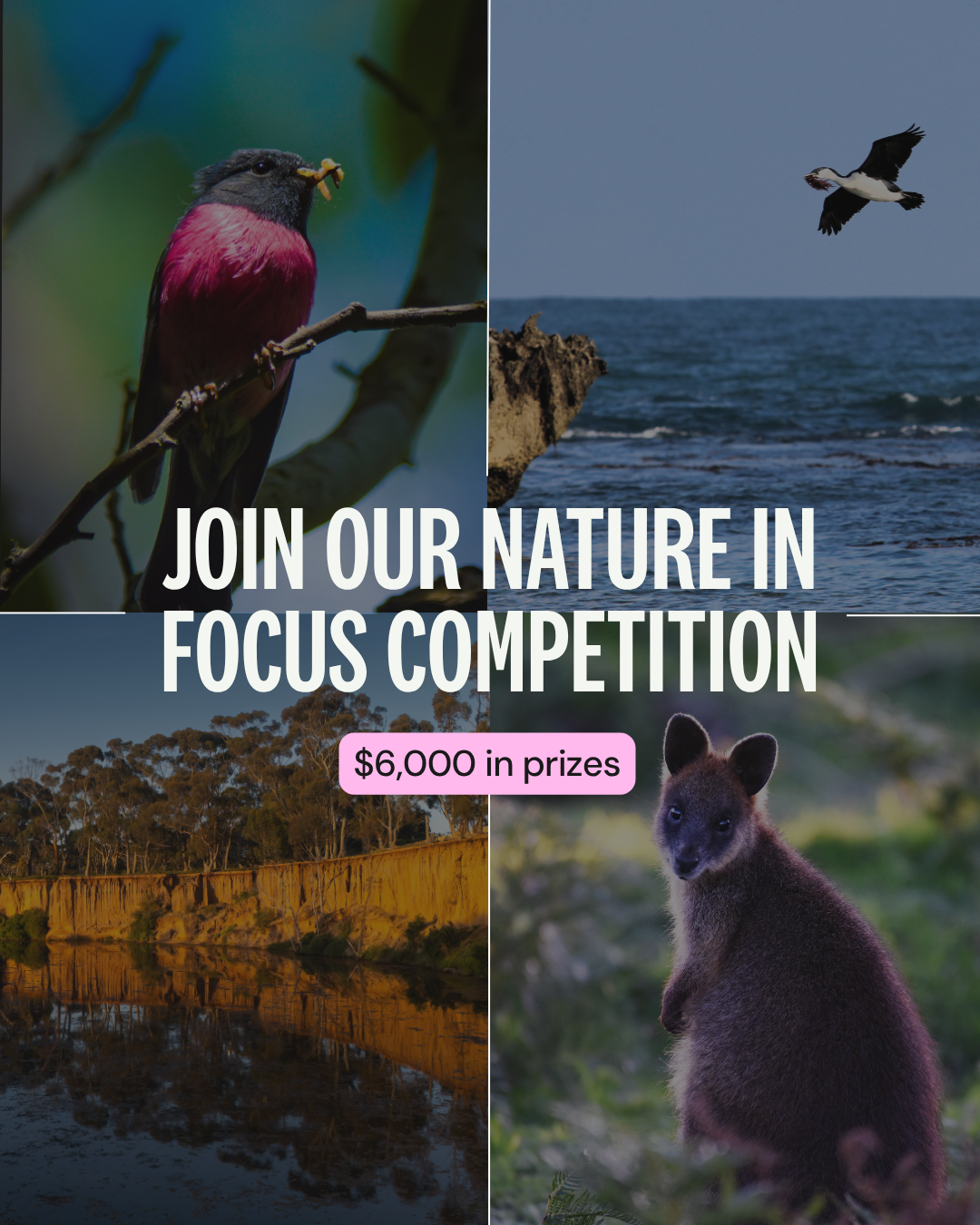 Conservation Volunteers Australia Facebook ad: Nature In Focus Comp