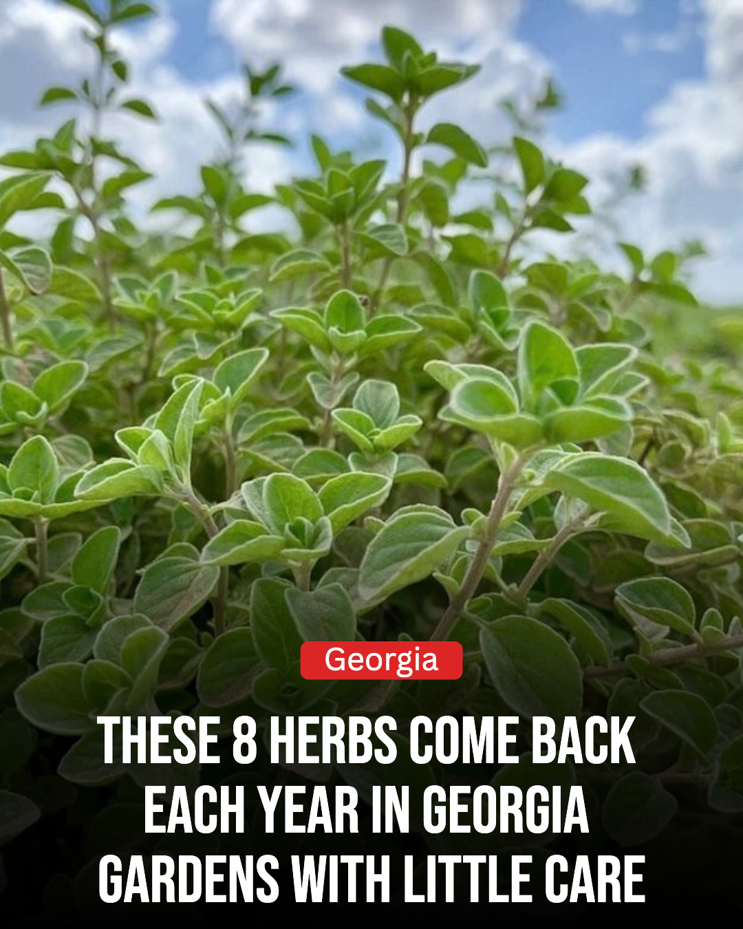 Georgia Gardener Facebook ad: 8 Low-Maintenance Herbs That Come Back Every Year In…