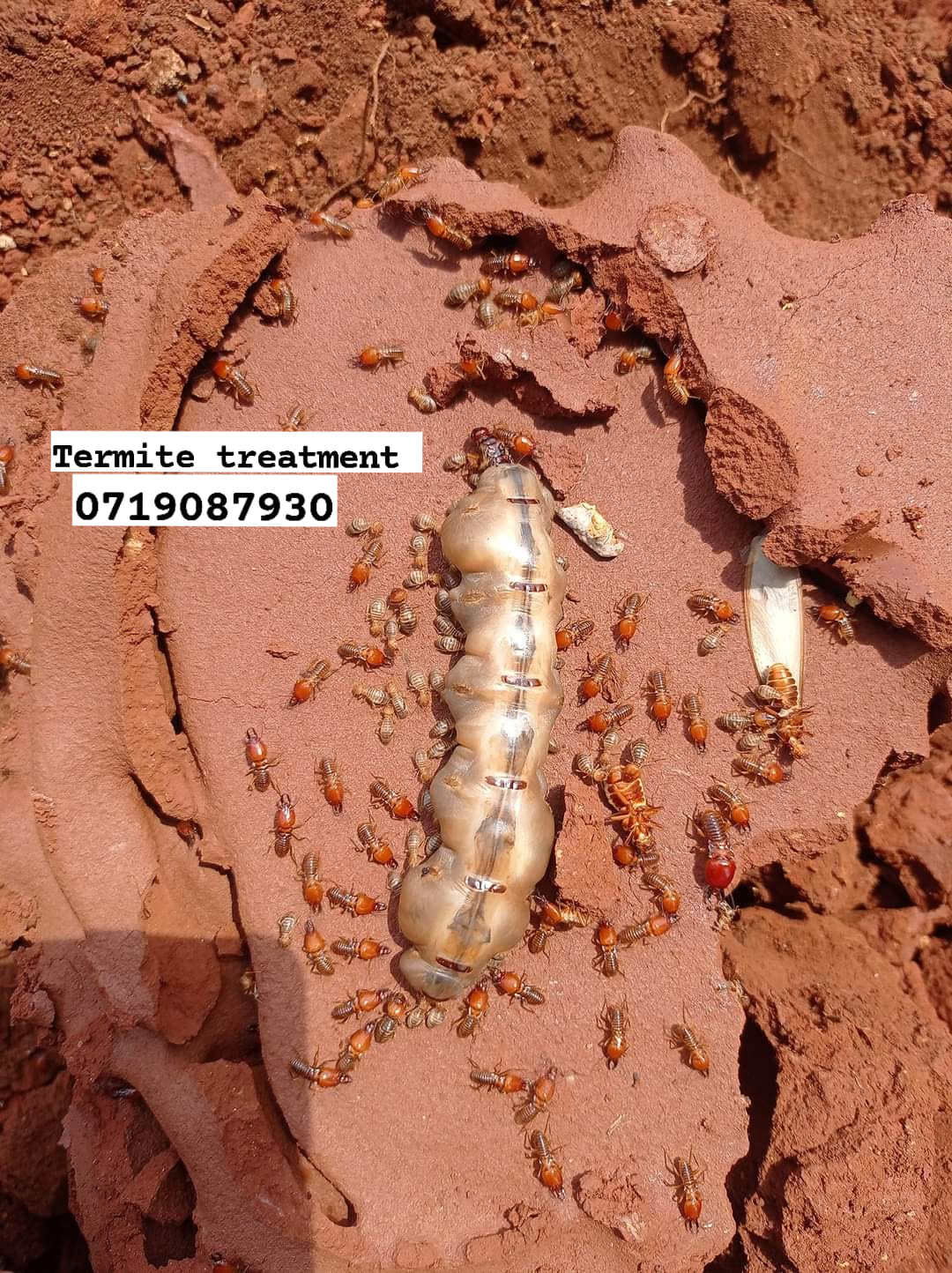 Daffon fumigators pest control Zimbabwe Facebook ad: If u need Termite Fumigation, anthill extermination…