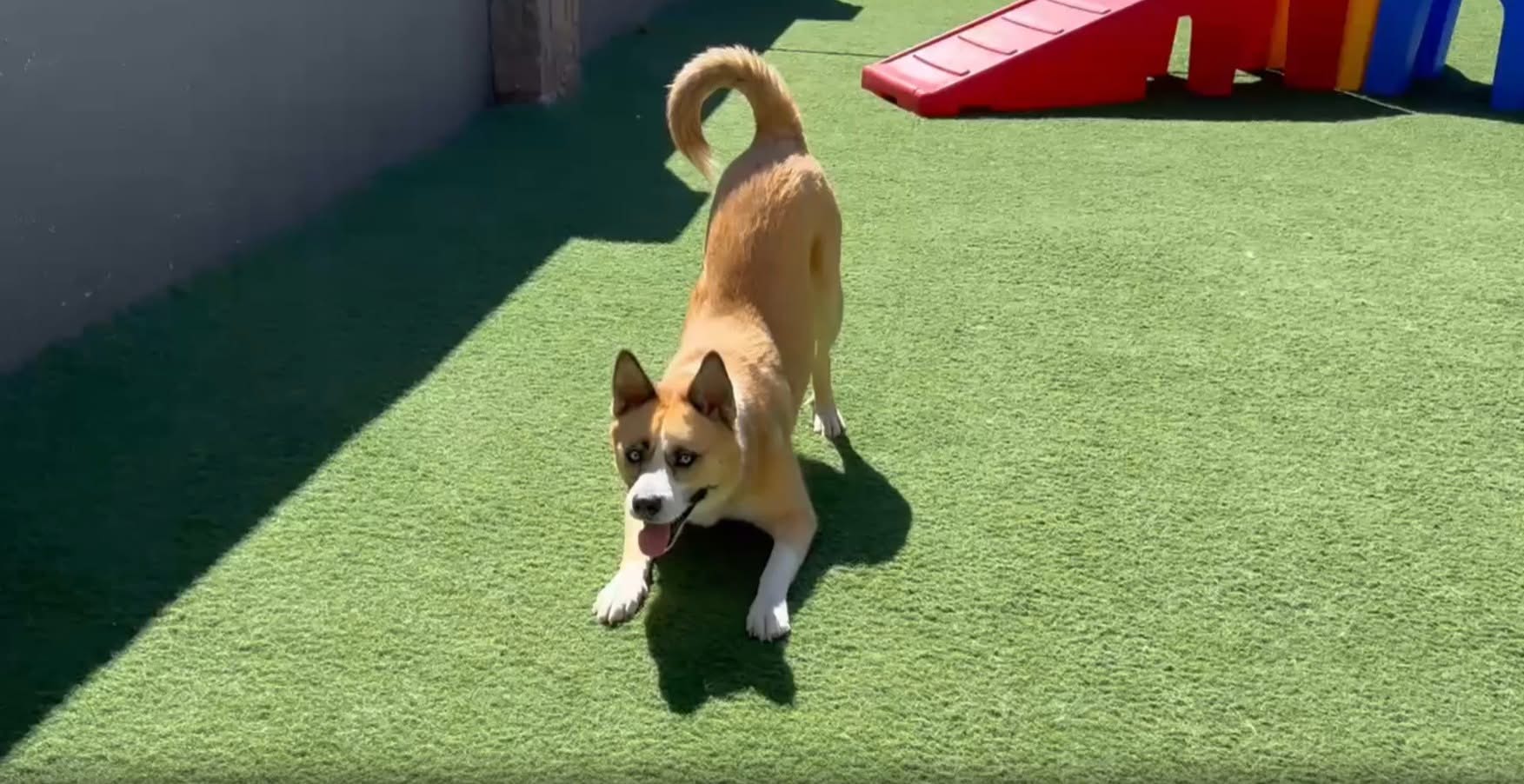 Under the Sun Dog Training and Daycare Facebook ad: Under The Sun Dog Training & Daycare
