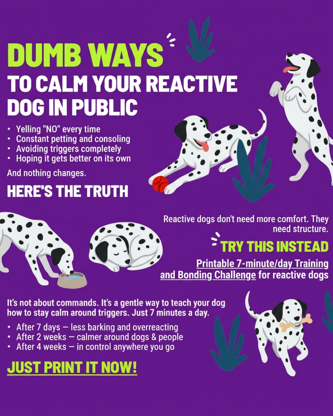 1st Dog Training Club Facebook ad