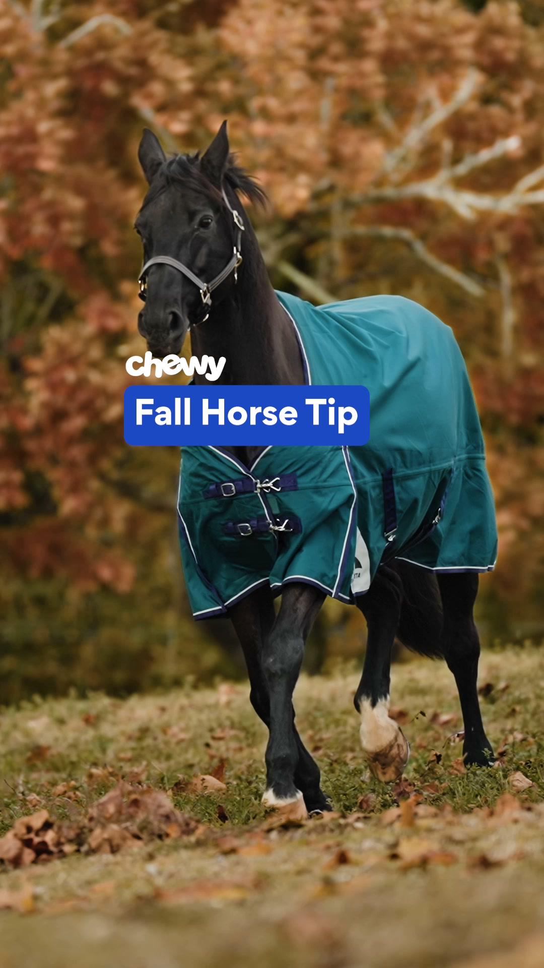 Chewy Facebook ad: Essentials for fall care