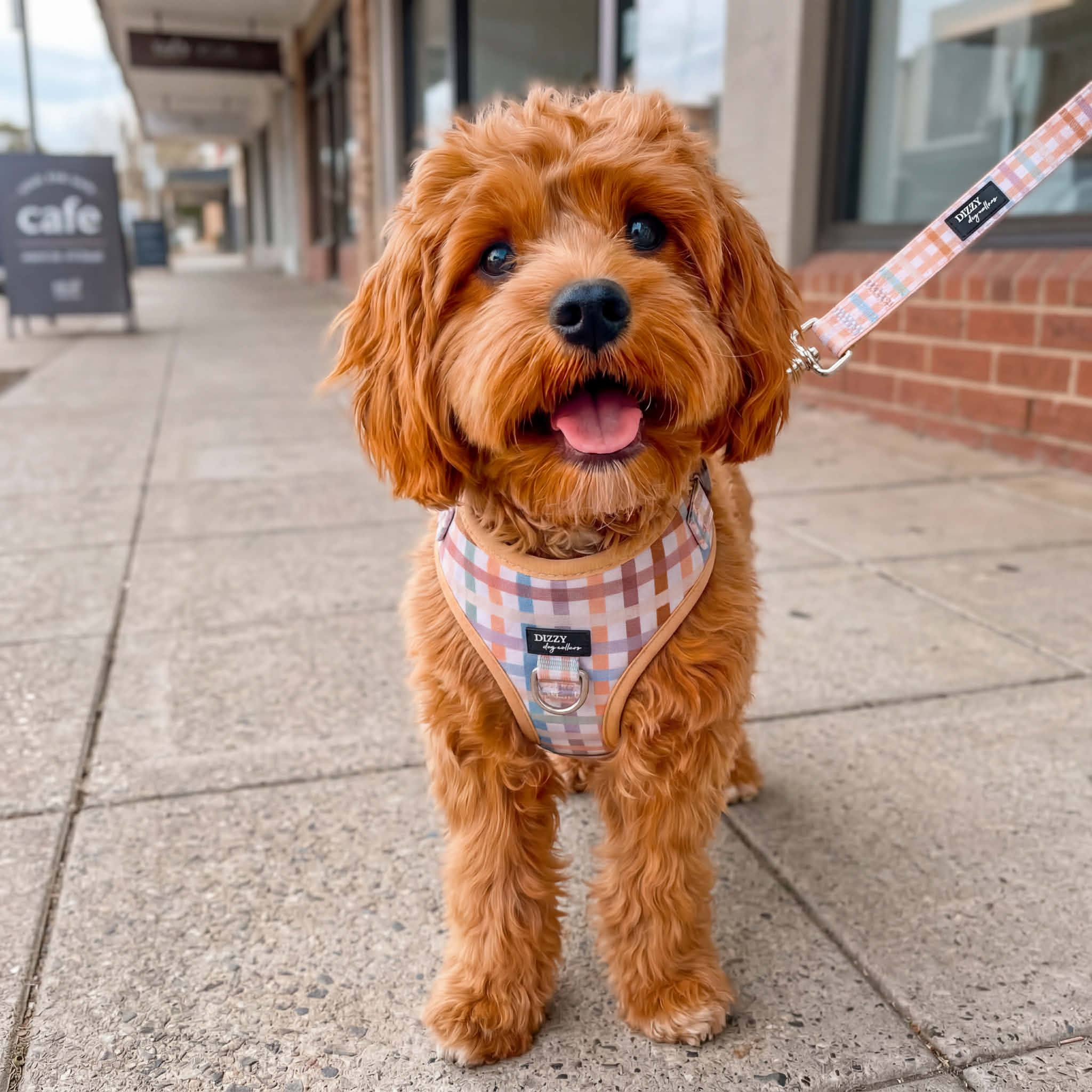 Dizzy Dog Collars Facebook ad