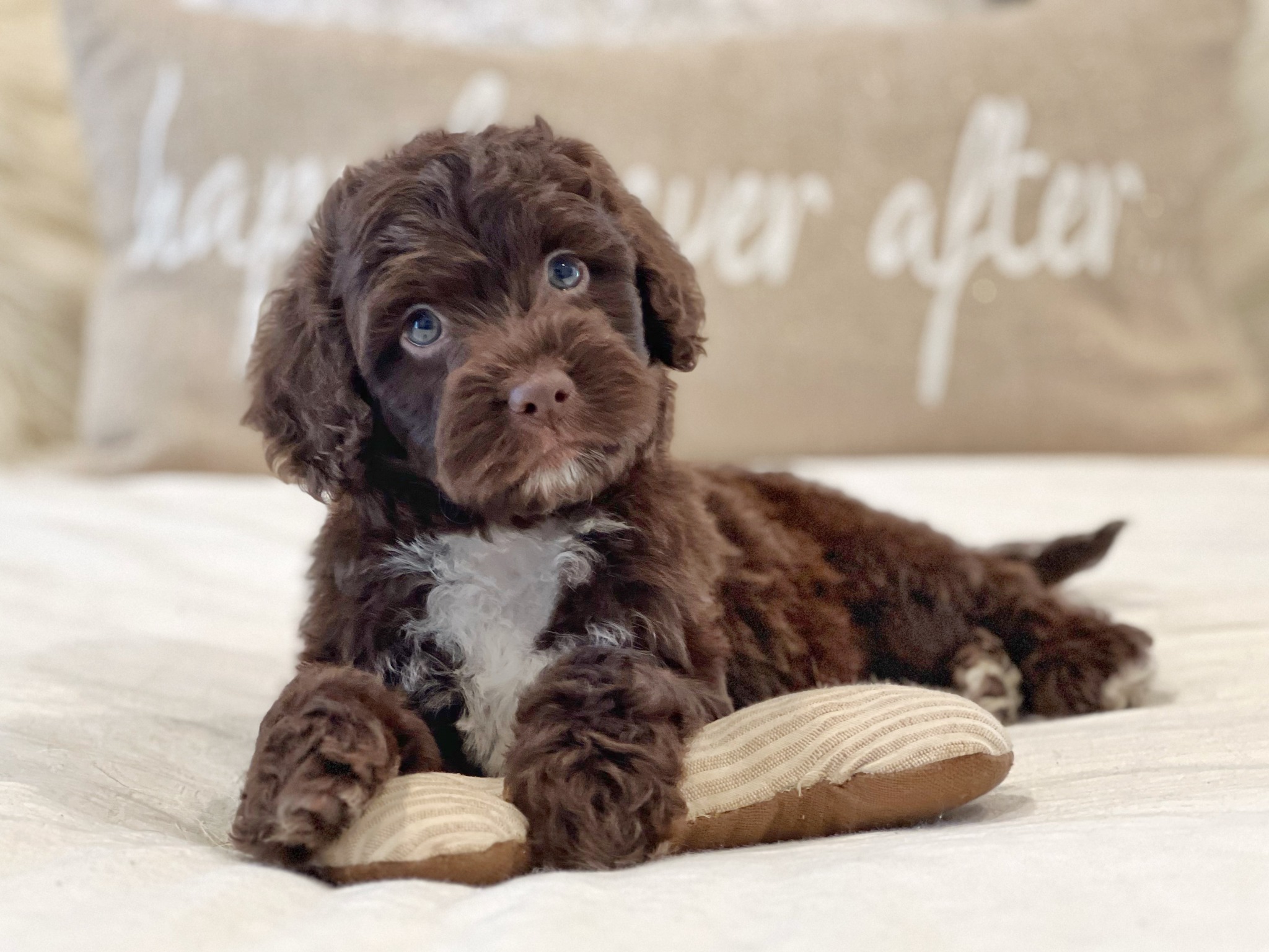 Smeraglia's Teddy Bear Goldendoodles & Schnoodles Facebook ad