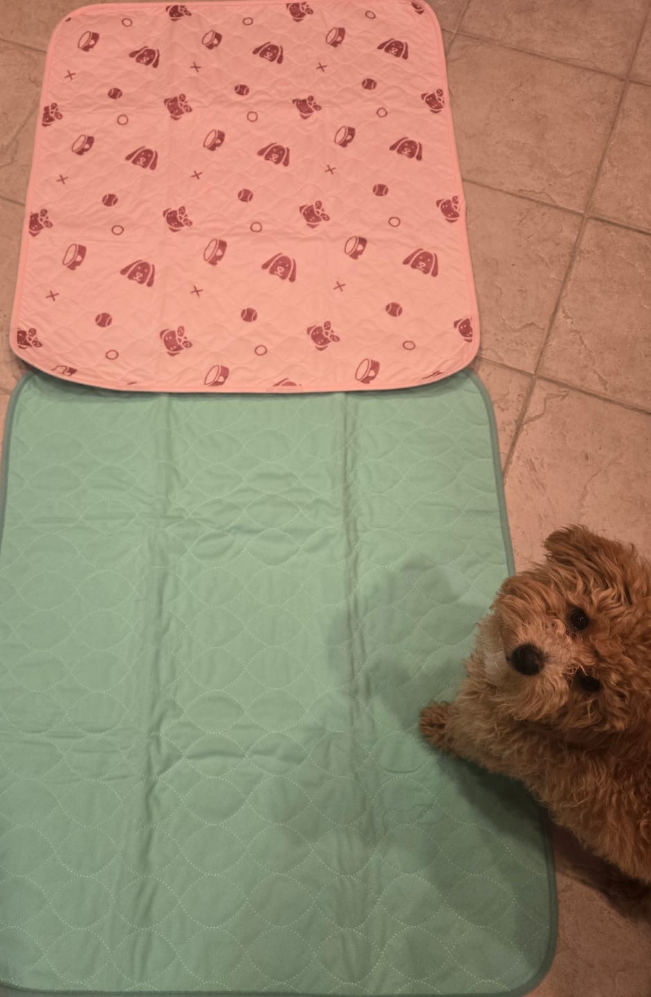 Potty Buddy Facebook ad