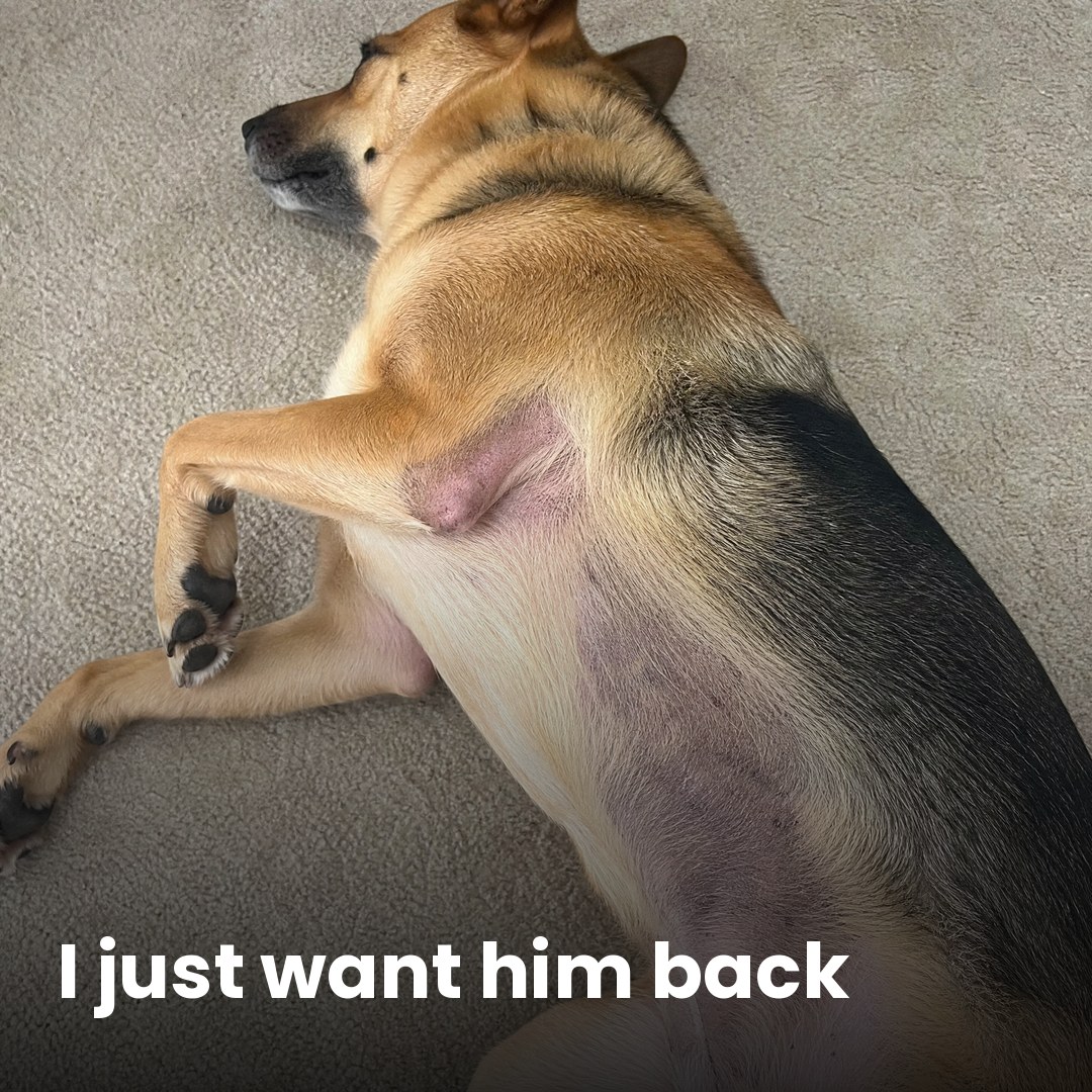 Amber Monroe Facebook ad: If your dog's allergies never end, read this