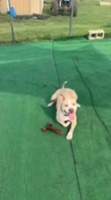 RESCUE RIDGE Facebook ad: Didi Is Ready for Her New Home