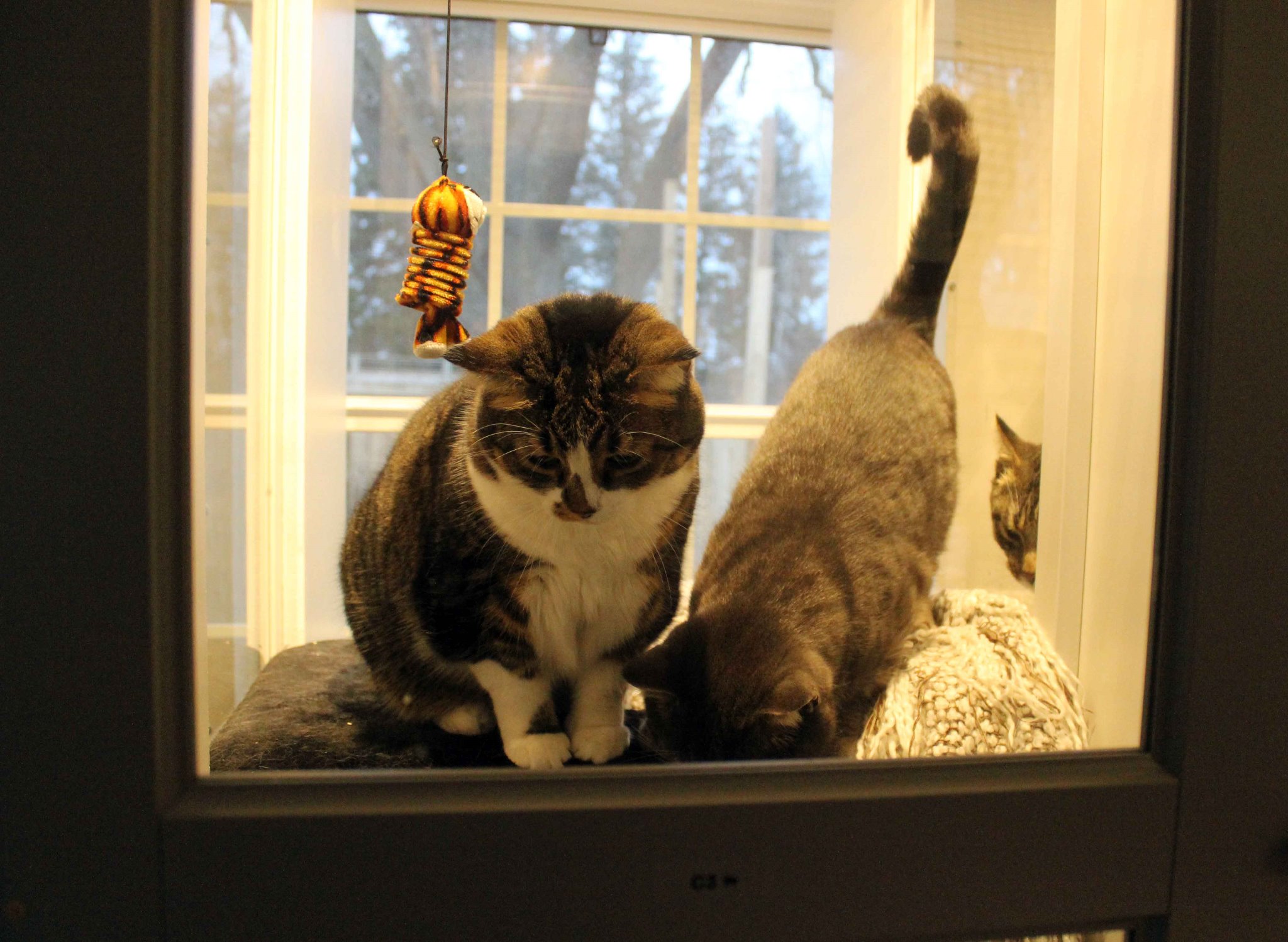 Lonsdale Grove, A Boutique Style Pet Hotel for dogs under 30 lbs and cats. Facebook ad