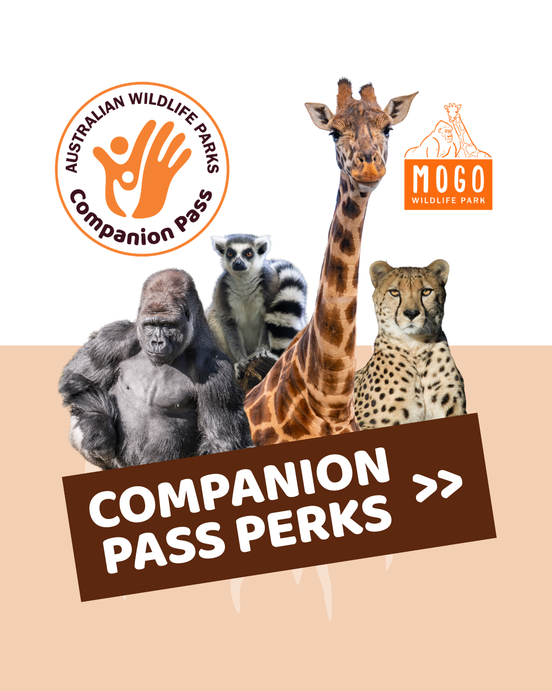 Mogo Wildlife Park Facebook ad