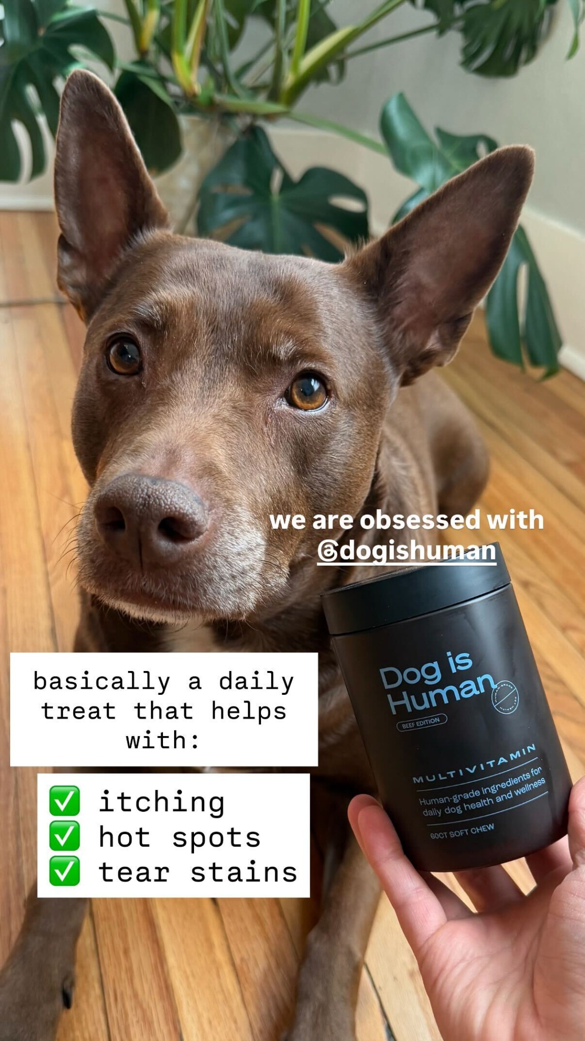 Dog is Human Facebook ad