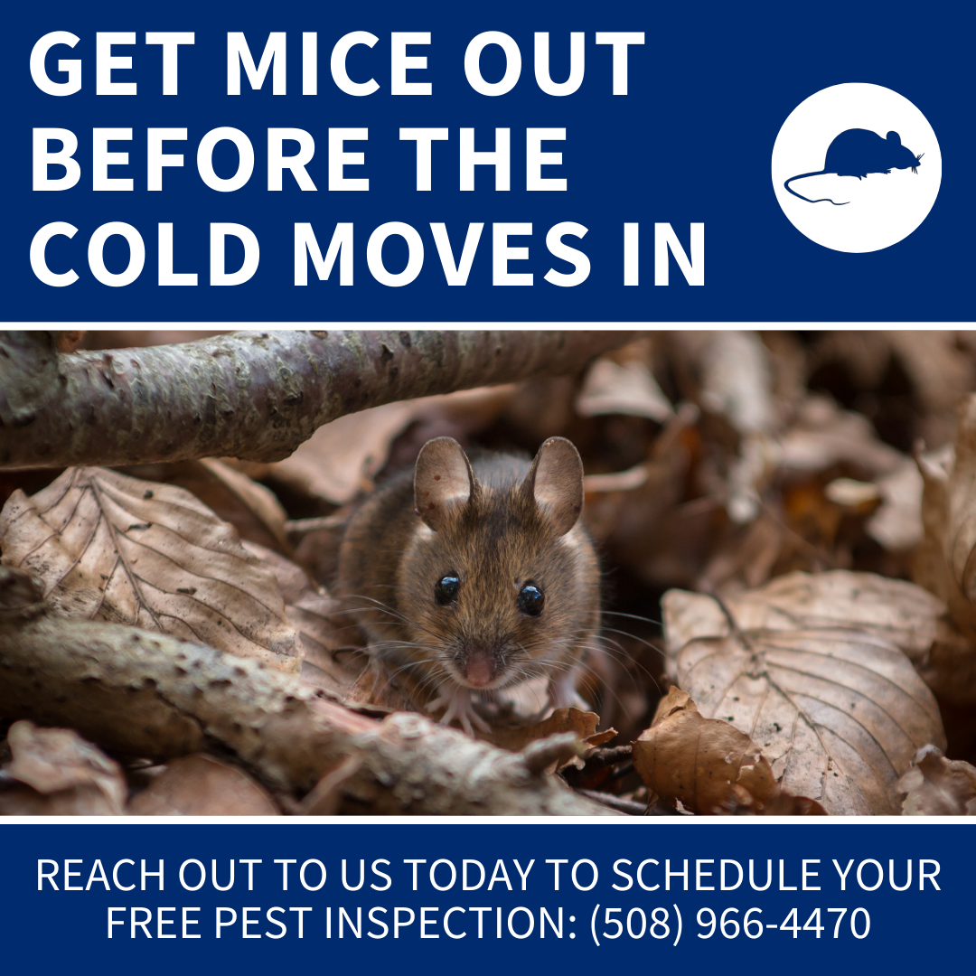 D & T Pest and Termite Control, Inc. Facebook ad from Aug 28, 2025