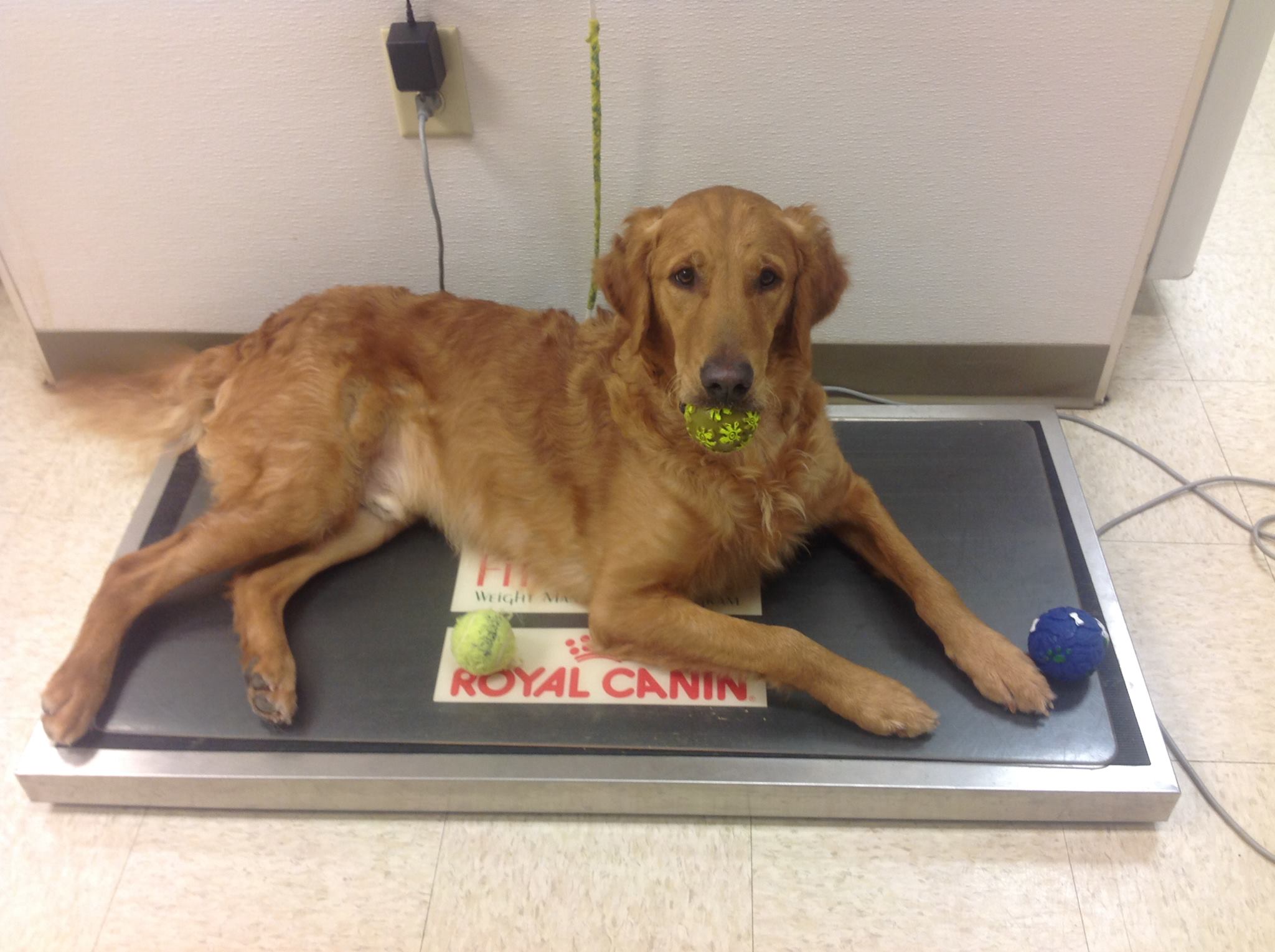 Laurel Springs Animal Hospital Facebook ad