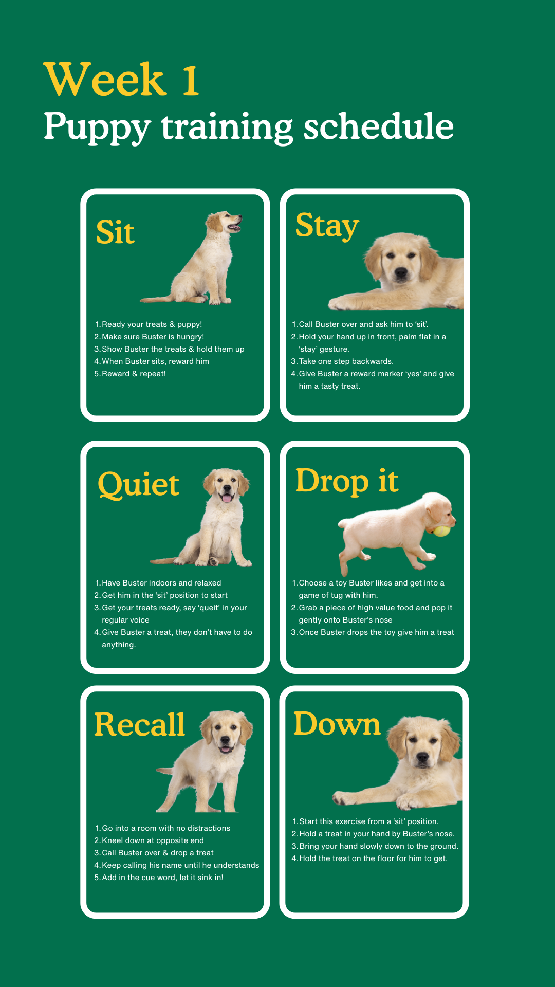 Zigzag Puppy Coach Facebook ad