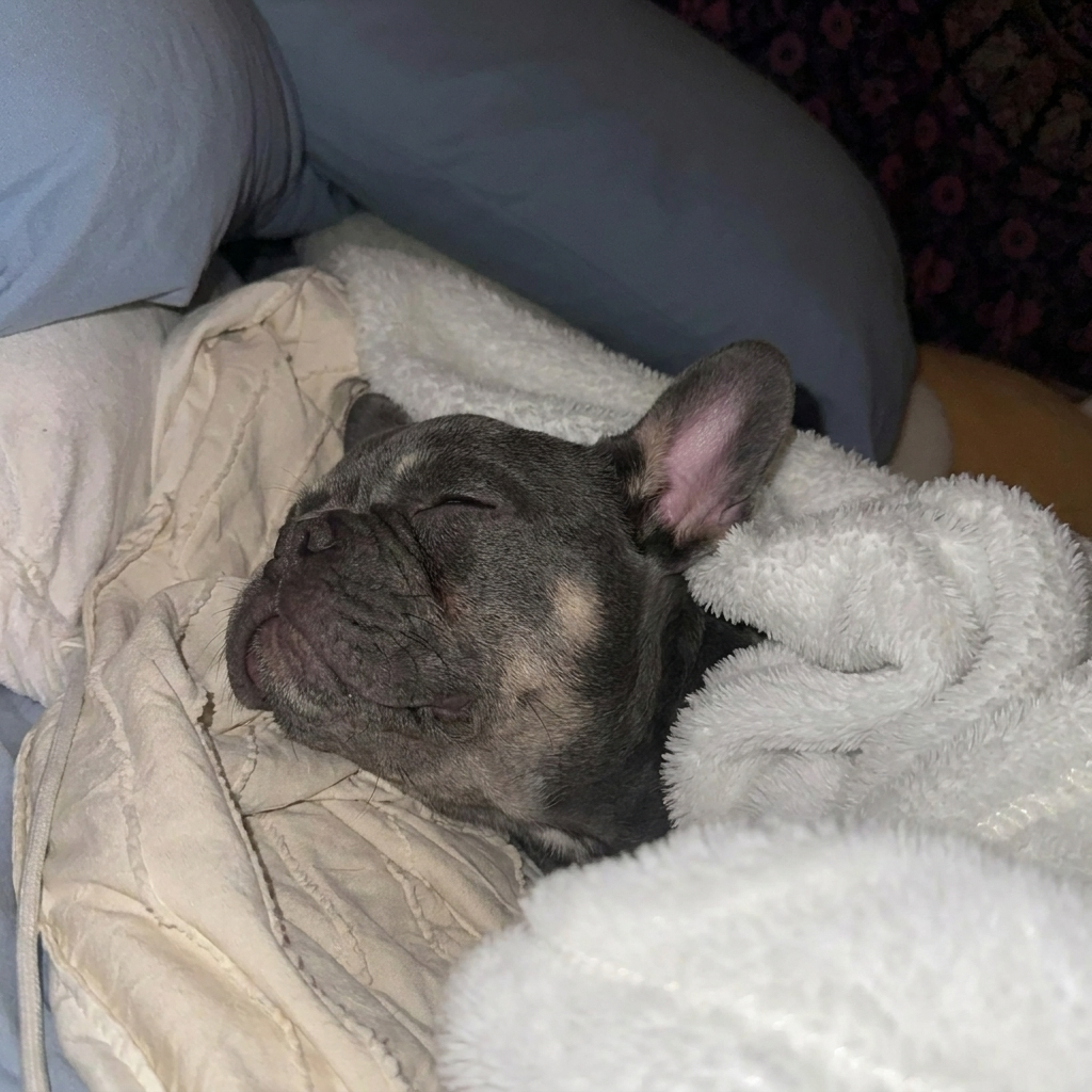 Riverside Animal Hospital Facebook ad