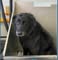 DIRTY PET WASH