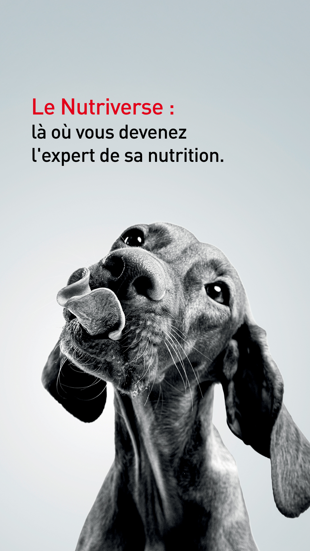 Royal Canin Facebook ad: Réservez dès maintenant une expérience immersive gratuite…