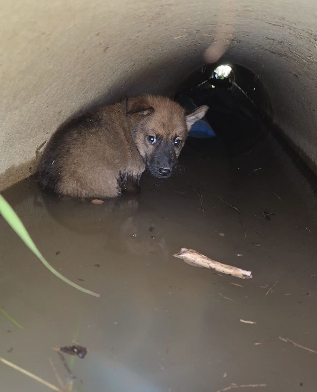 CUDDLY Facebook ad: 5 Tiny Puppies Forced To Hide In Storm…