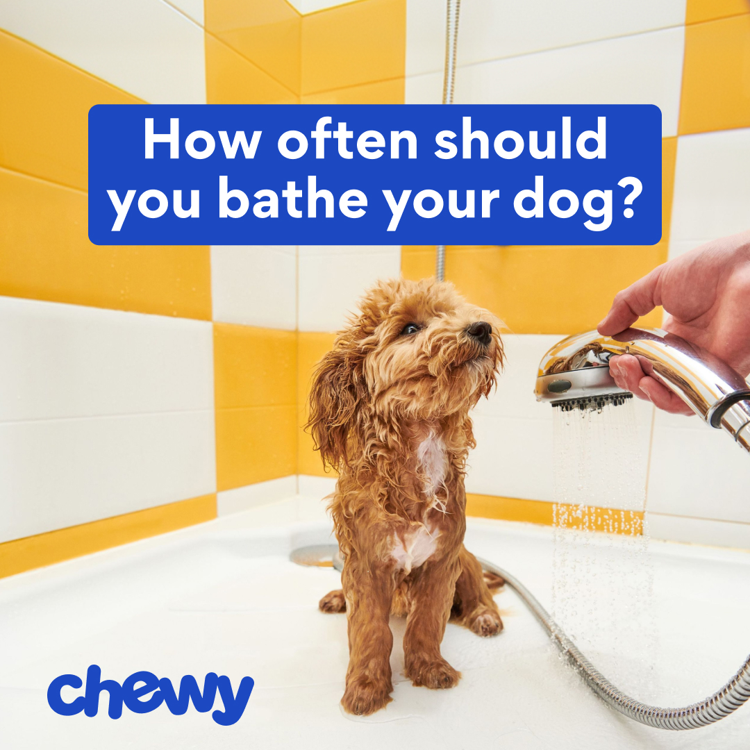 Chewy Facebook ad