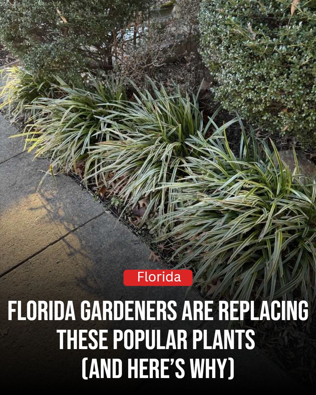 Florida Gardener Facebook ad: Florida Homeowners Are Replacing These Popular Plants For…