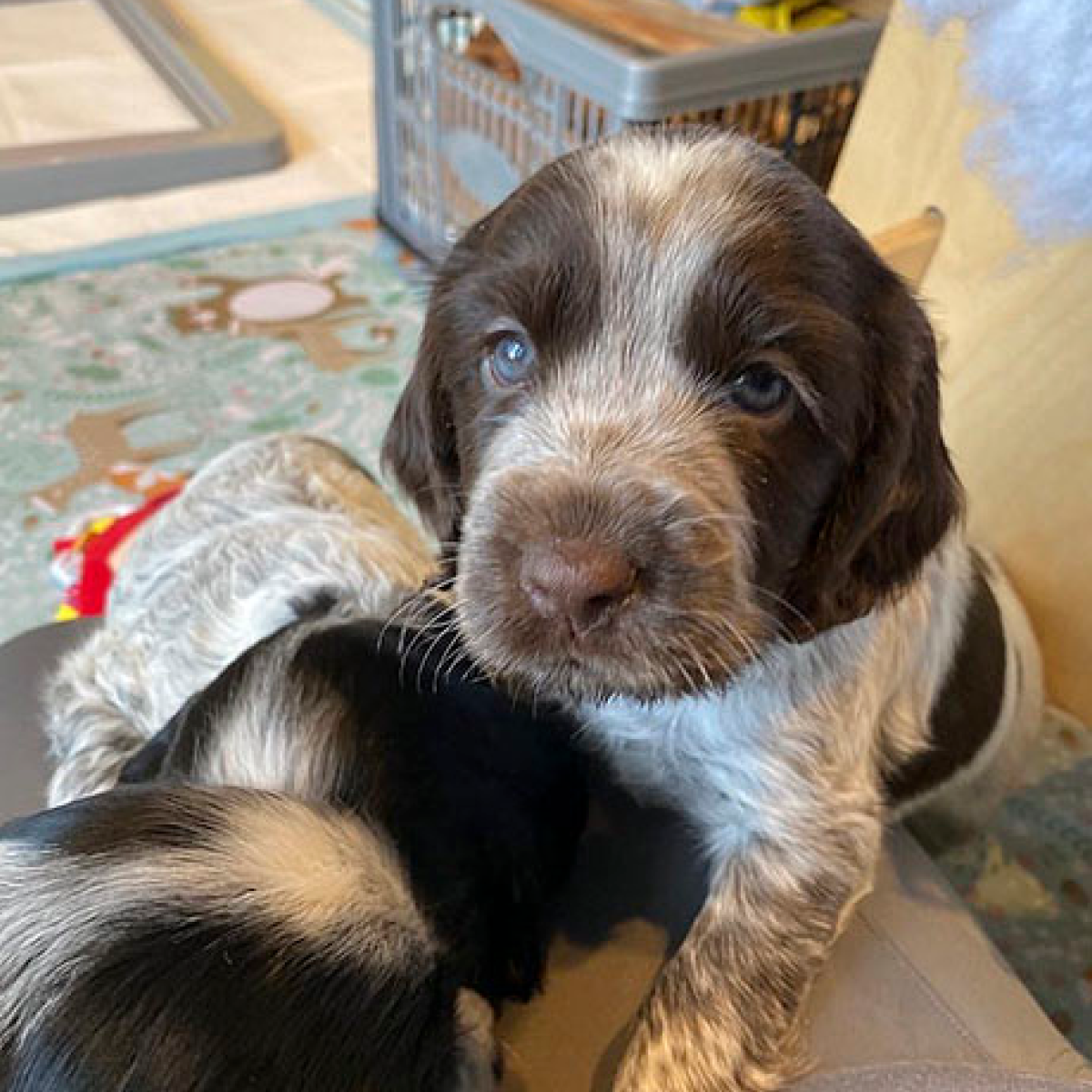 Hearing Dogs for Deaf People Facebook ad from Jun 5, 2026