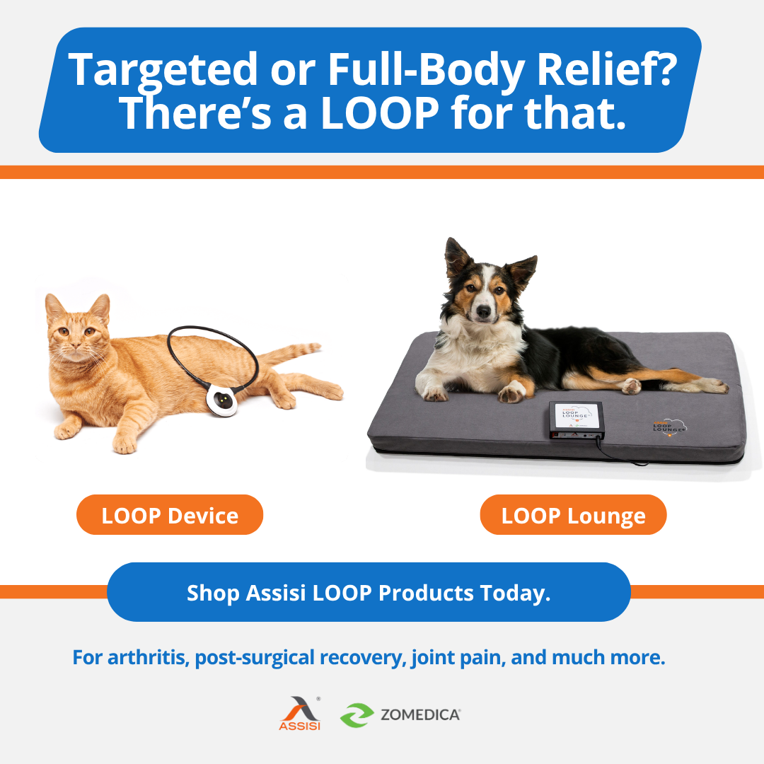 Assisi Animal Health Facebook ad: Find the Right Relief for Your Pet. Shop Now!