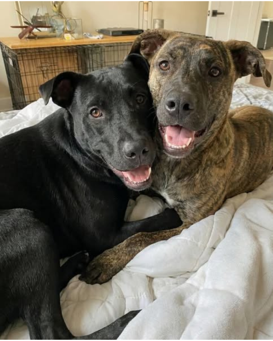 Dog Health Insider Facebook ad: Same breed. Same age. Same apartment building. One dog…