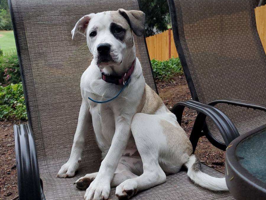 Home To Home Facebook ad: Home To Home Animal Adoption
