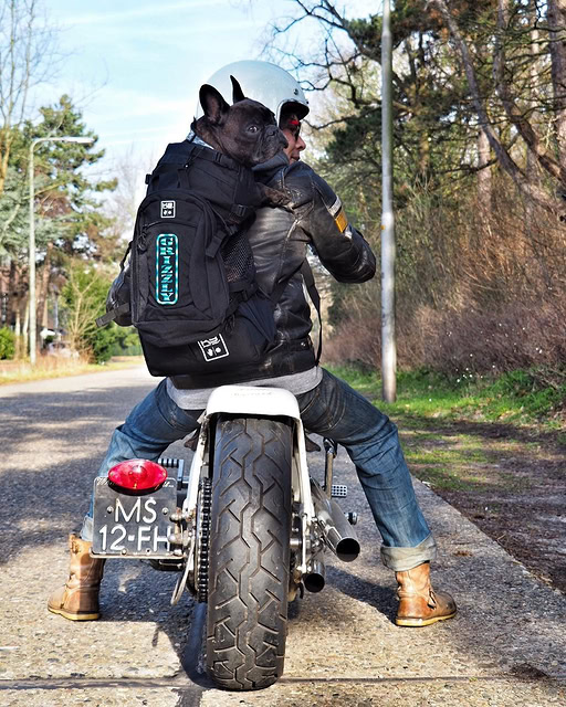 K9 Sport Sack Facebook ad
