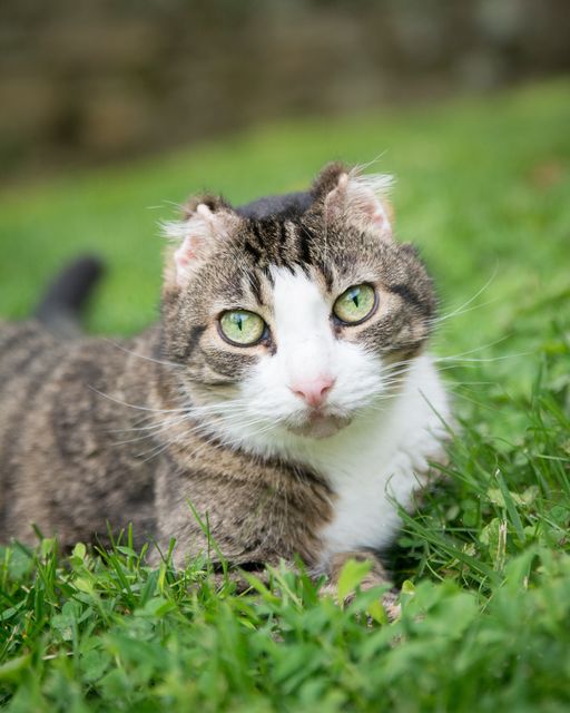 Mittens Aspca Cat of the Year Facebook ad: Musings with Mitty (and mom), part 14