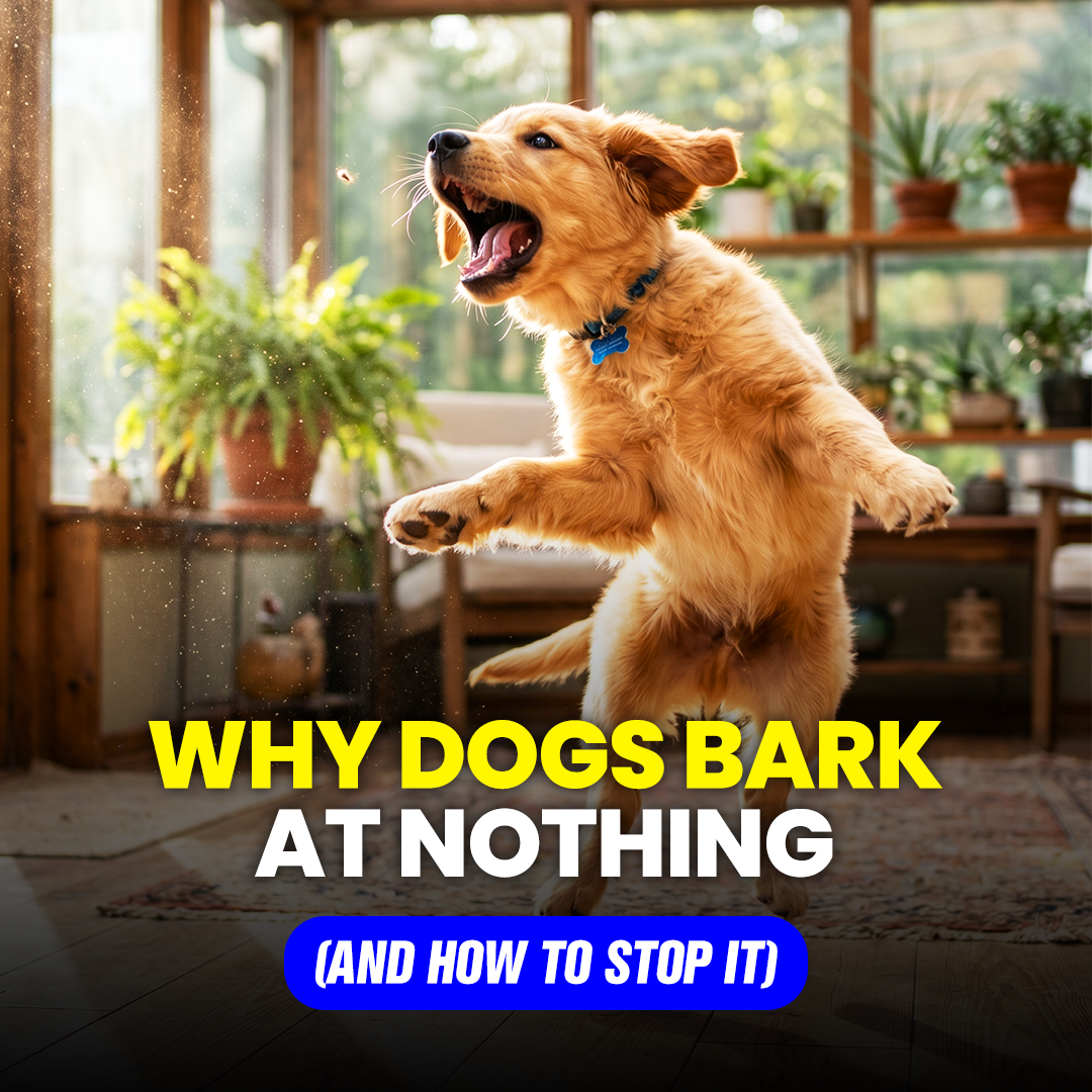 Mike James Dog Training Facebook ad
