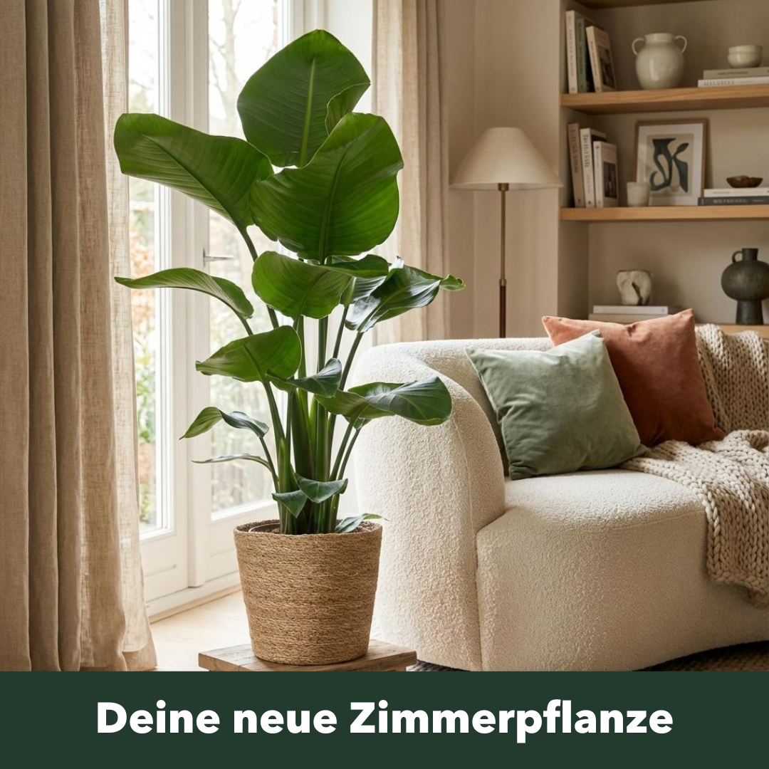 Plantzy.de Facebook ad: Unsere Strelitzia Nicolai bringt frisches Grün direkt in…