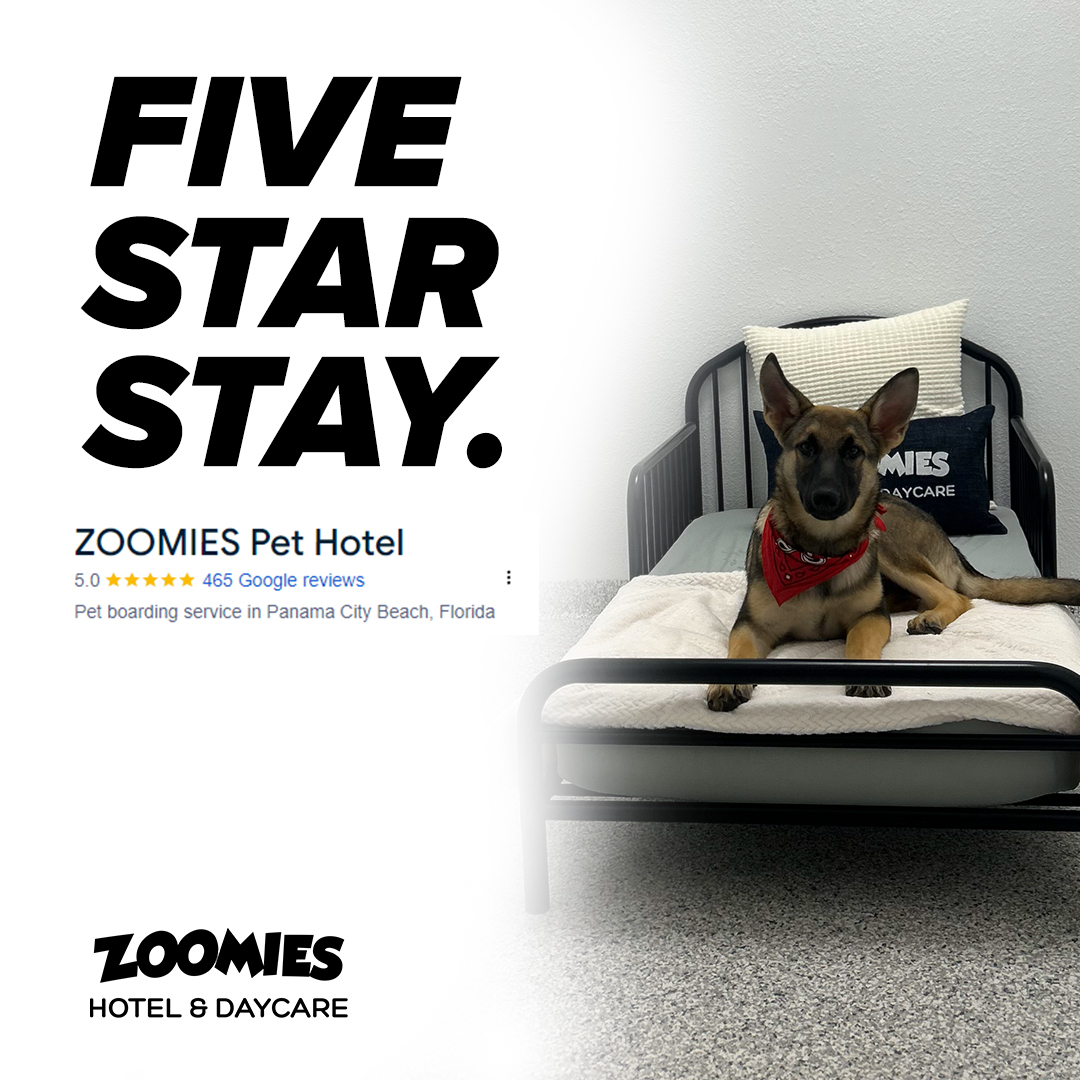 ZOOMIES Pet Hotel Facebook ad: Five-Star Stay at ZOOMIES
