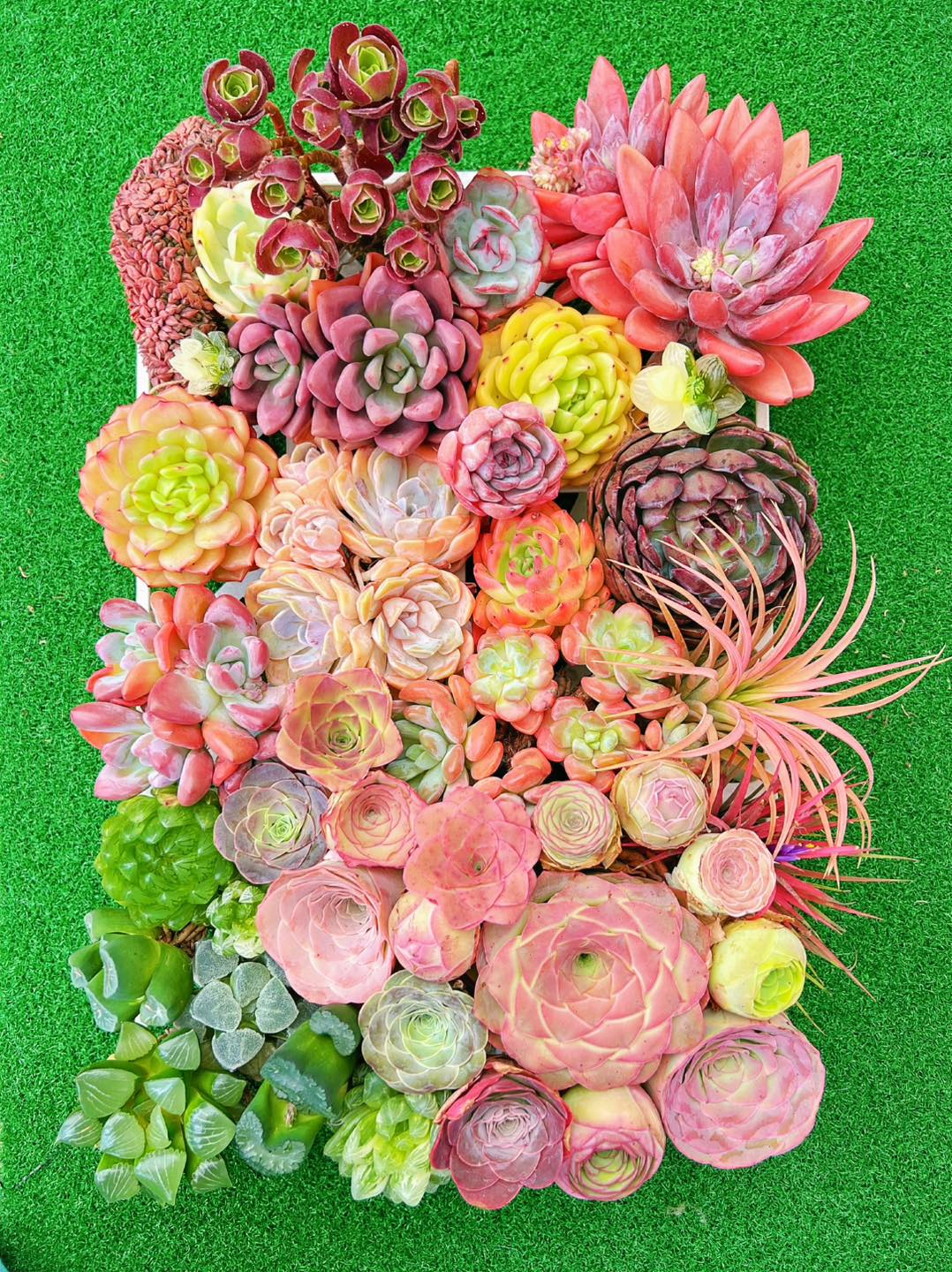 牵心多肉园 Cii Succulent Garden Facebook ad: 肉友们看过来!新鲜进口多肉到货啦