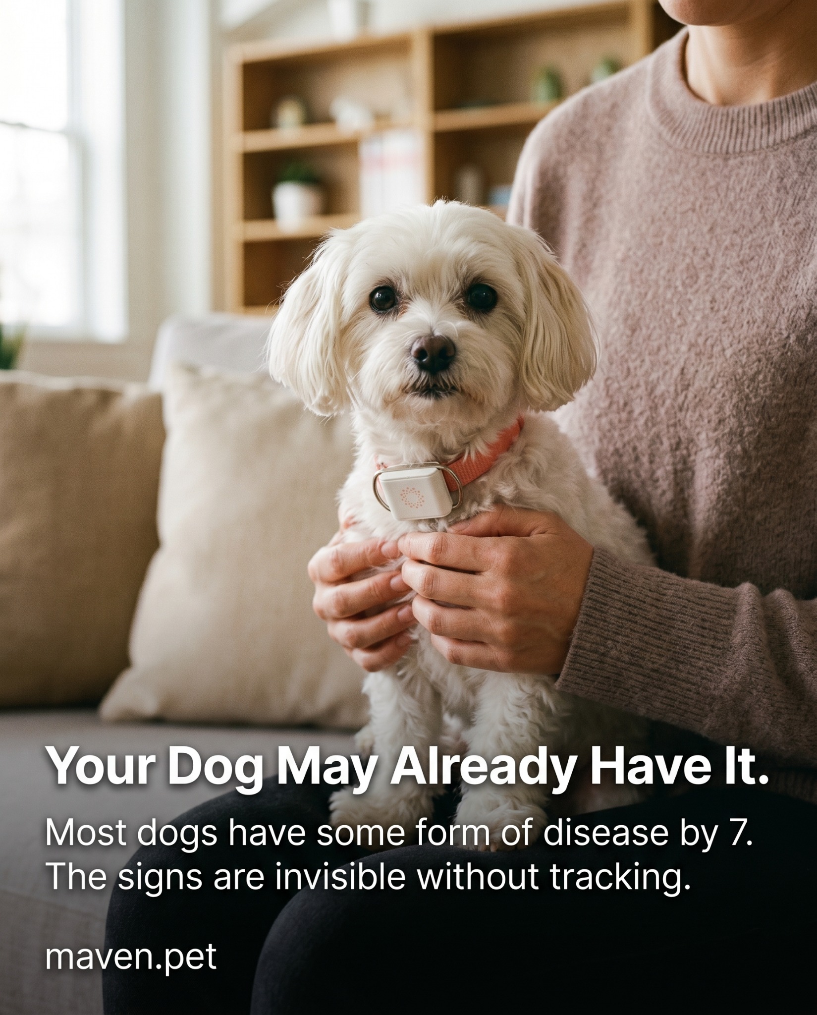 Maven Pet Facebook ad