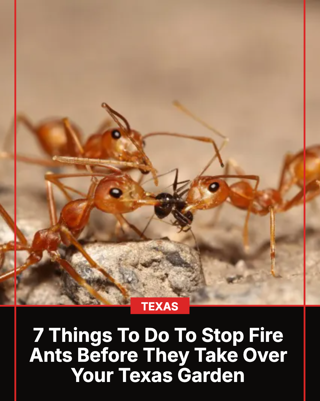 Texas Gardener Facebook ad: Do This To Stop Fire Ants Before They Take Over Your Texas…