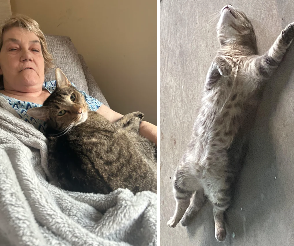 The Feline Health Study Facebook ad