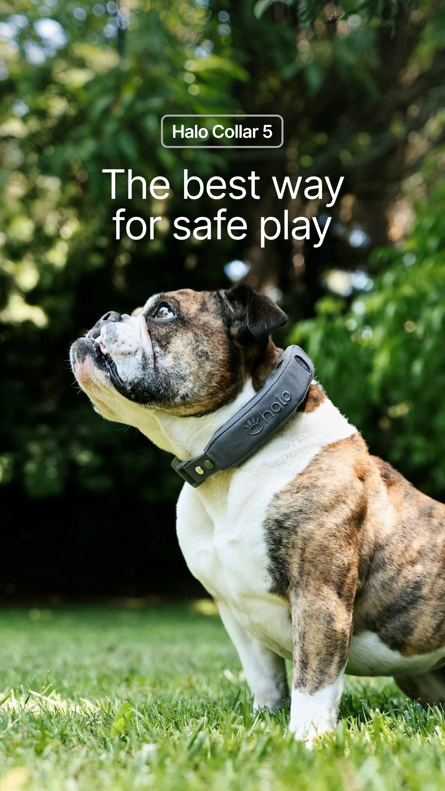 Halo Collar Facebook ad