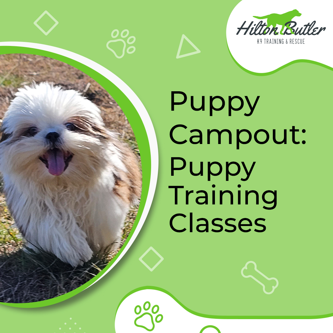 Hilton Butler Facebook ad: Expert Dog Training You Can Trust